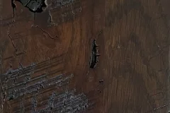 Foothills stain